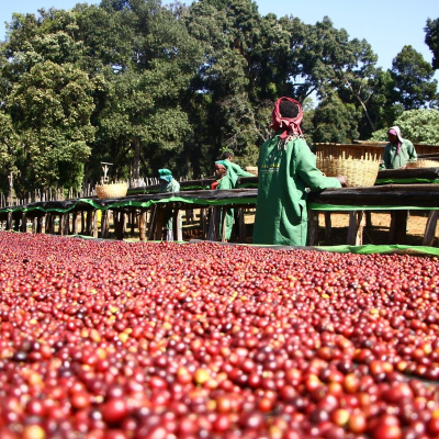 Hoa Khôi 11 Cà phê hạt Ethiopia chế biến tự nhiên rang nhạt pha thủ công SOE Guji Hambela Sidamo Cold Brew