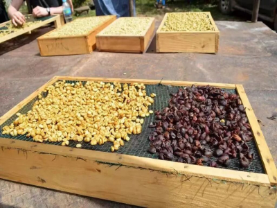 Đặc điểm hạt cà phê Costa Rica | Honey process là gì? Tại sao cà phê Costa Rica thường dùng phương pháp honey process? Hạt cà phê honey process có những đặc điểm hương vị nào